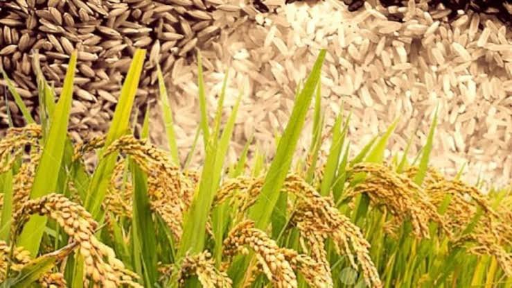 बासमती चावल के इन किस्मों की खेती करके आप बन सकते हैं अमीर, विदेशों में भी है इसकी मांग 