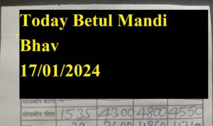 Today Betul Mandi Bhav