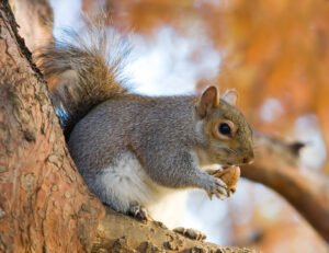 Lucky Animal: क्या आपको पता है सुबह गिलहरी दिखने का क्या संकेत होता है ?