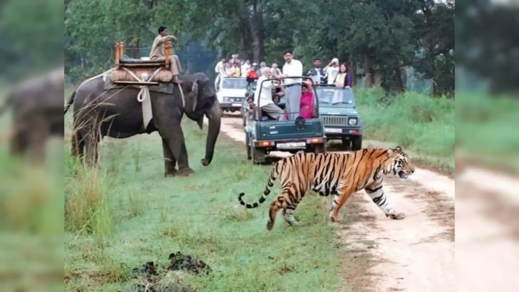 Jim Corbett National Park:उत्तराखंड के प्रसिद्ध जिम कॉर्बेट नेशनल पार्क में वाइल्डलाइफ फोटोग्राफर जेनिफर ने एक ऐसी दुर्लभ और अविश्वसनीय तस्वीर कैमरे में कैद...