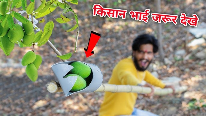 आम तोड़ने का सबसे आसान और देसी तरीका बिना नुकसान, घर पर