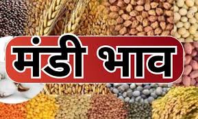 Betul Mandi Bhav 15 May 2025: जानें आज के चना, सरसों, गेहूं, मक्का और सोयाबीन के ताज़ा रेट