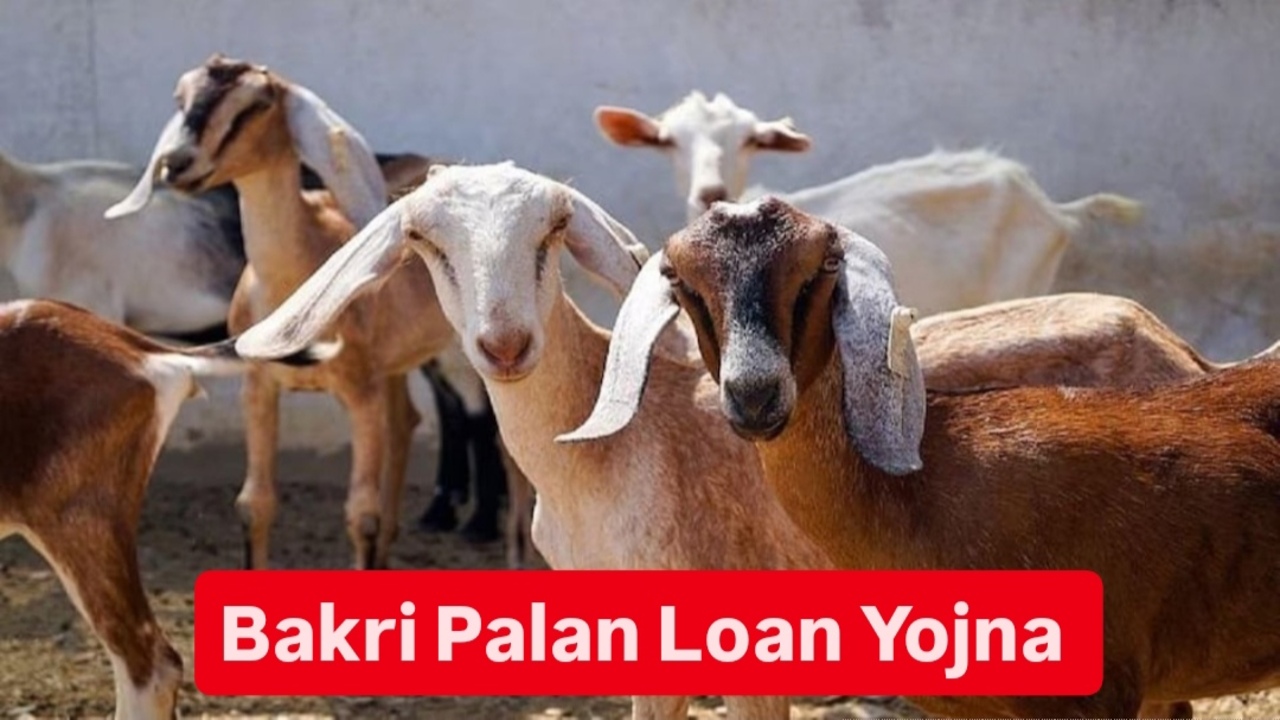 Bakri Palan Loan Yojana 2025:बकरी पालन लोन योजना के फॉर्म भरना शुरू, जानें पात्रता