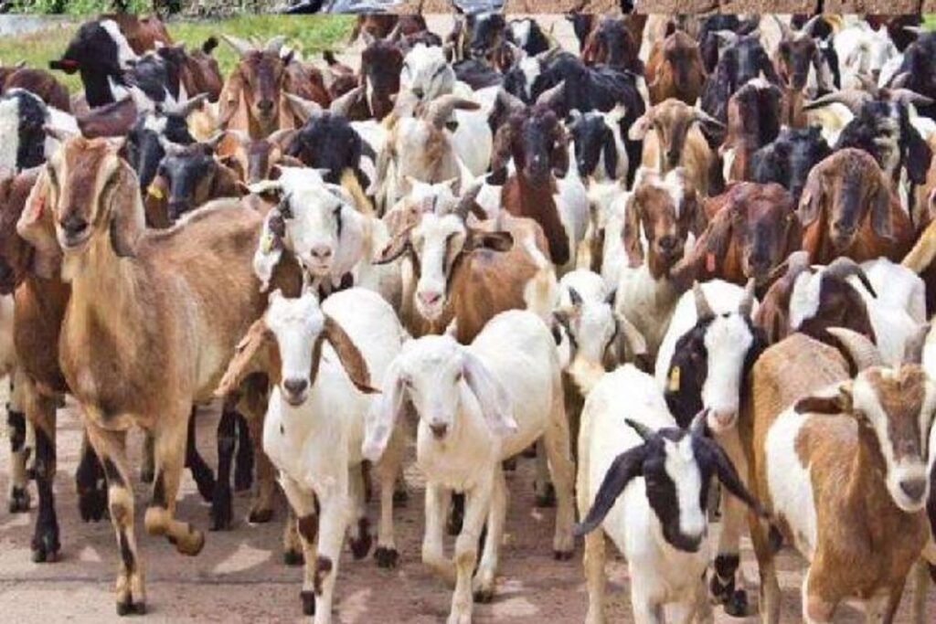 Bakri Palan Loan Yojana 2025: Farmers को मिलेगा घर बैठे 10 Lakh का आसानी से Loan